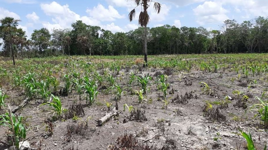 El campesino señalo que no hay ni maíz para la comida