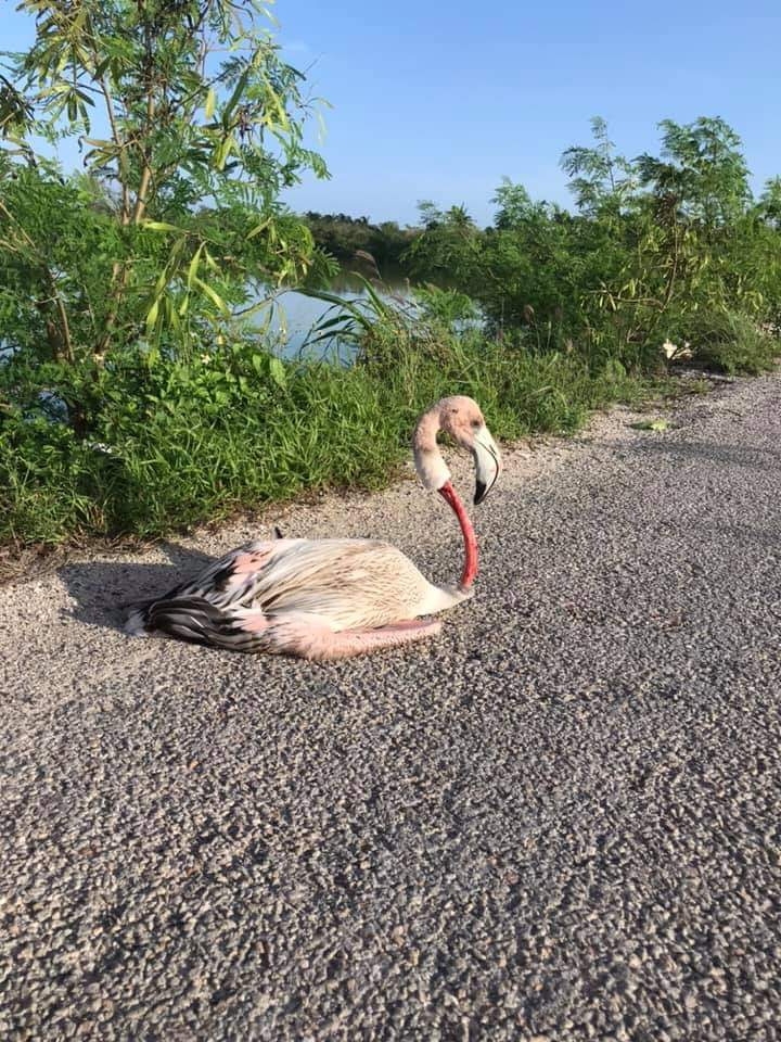 Cerca del puerto de El Cuyo, estas aves sufren accidentes fatales a consecuencias de esta falta de señalamientos