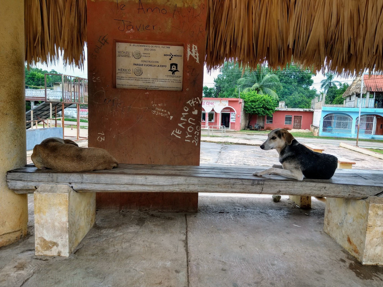 La sobrepoblación canina ha estado en aumento donde cada vez se puede observar más animales abandonados