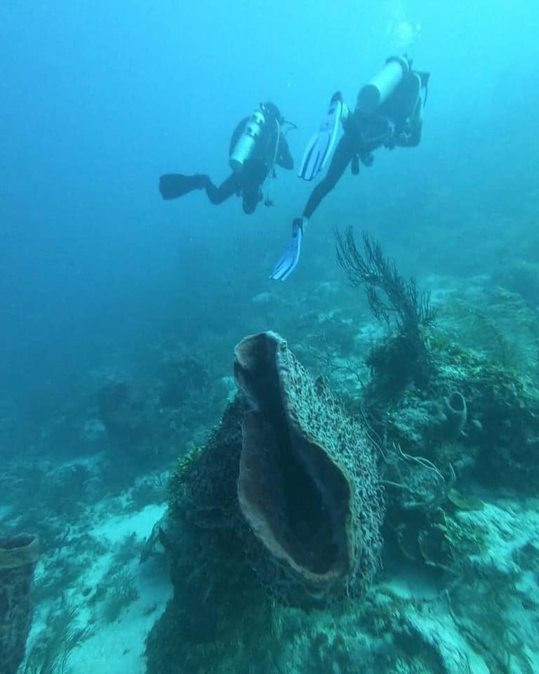 Van por rescate de arrecifes en Banco Chinchorro, Quintana Roo