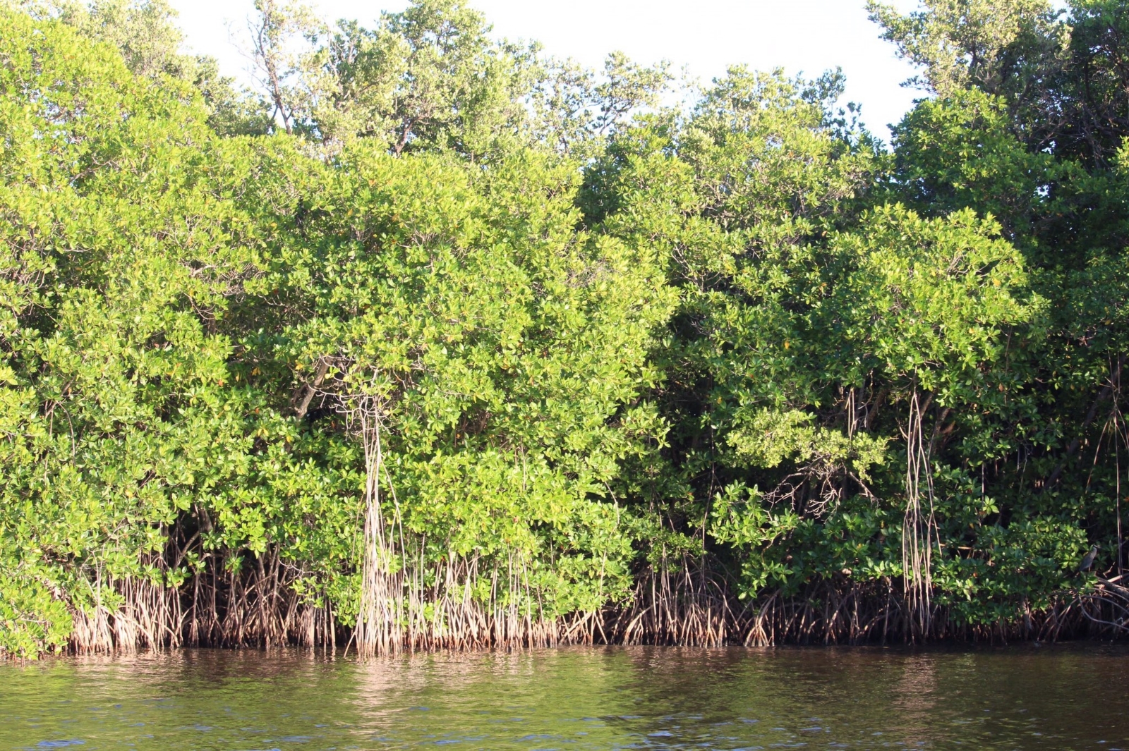 Ciudad del Carmen: Recortes complican restauración de manglares en la Laguna de Términos