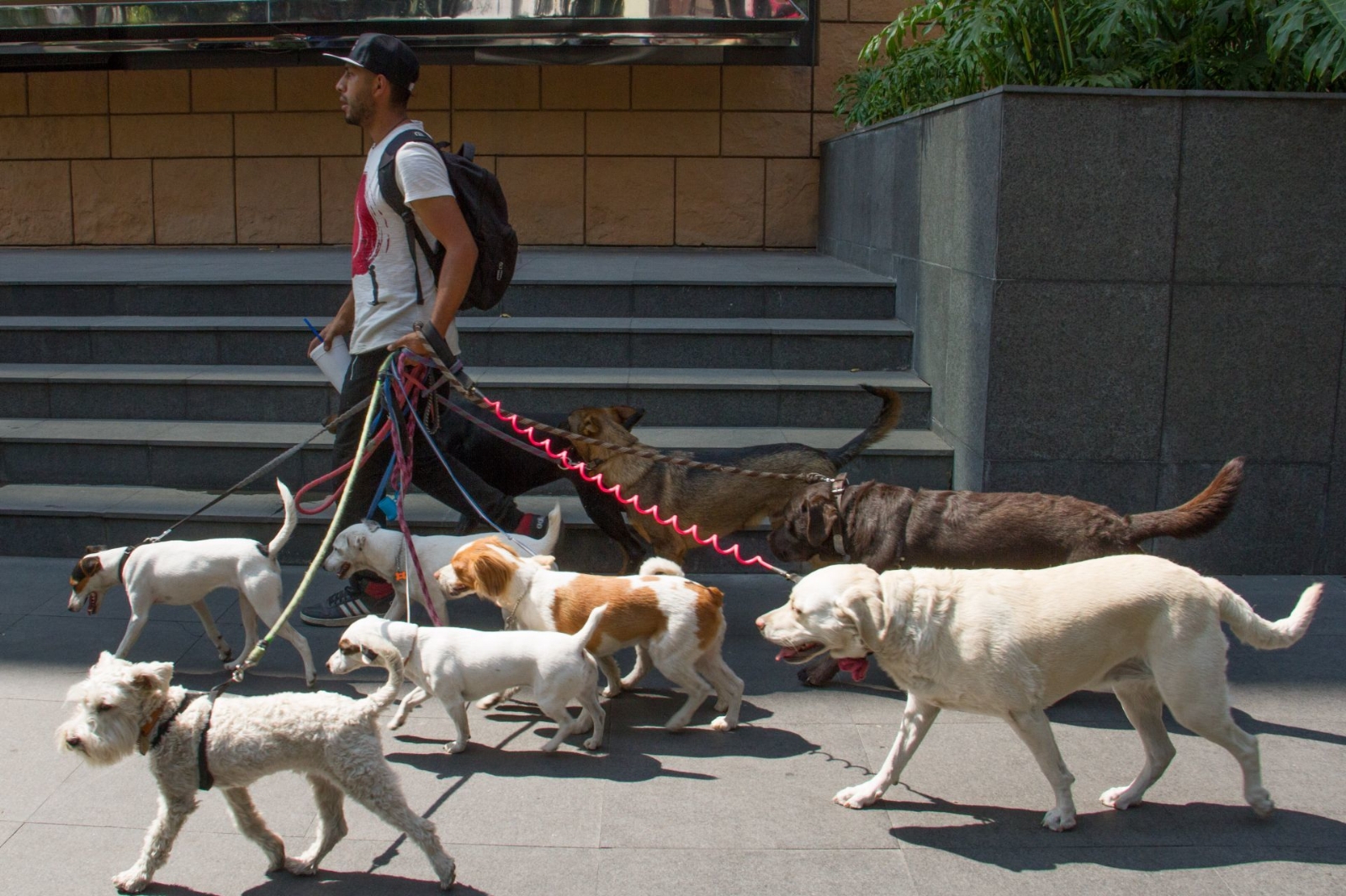 ¿Cómo tramitar la CURP para tus mascotas en Ciudad de México?