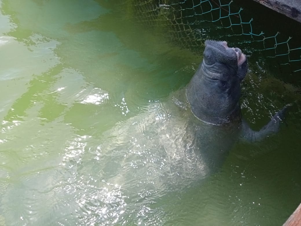 Daniel el manatí rescatado hace 18 años en Laguna Guerrero en Chetumal