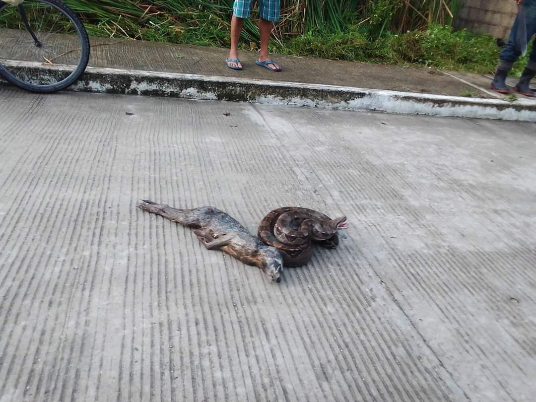 La serpiente salió de un terreno baldío propiedad de Pemex que, según vecinos ya han salido diversos tipos de alimañas de ahí