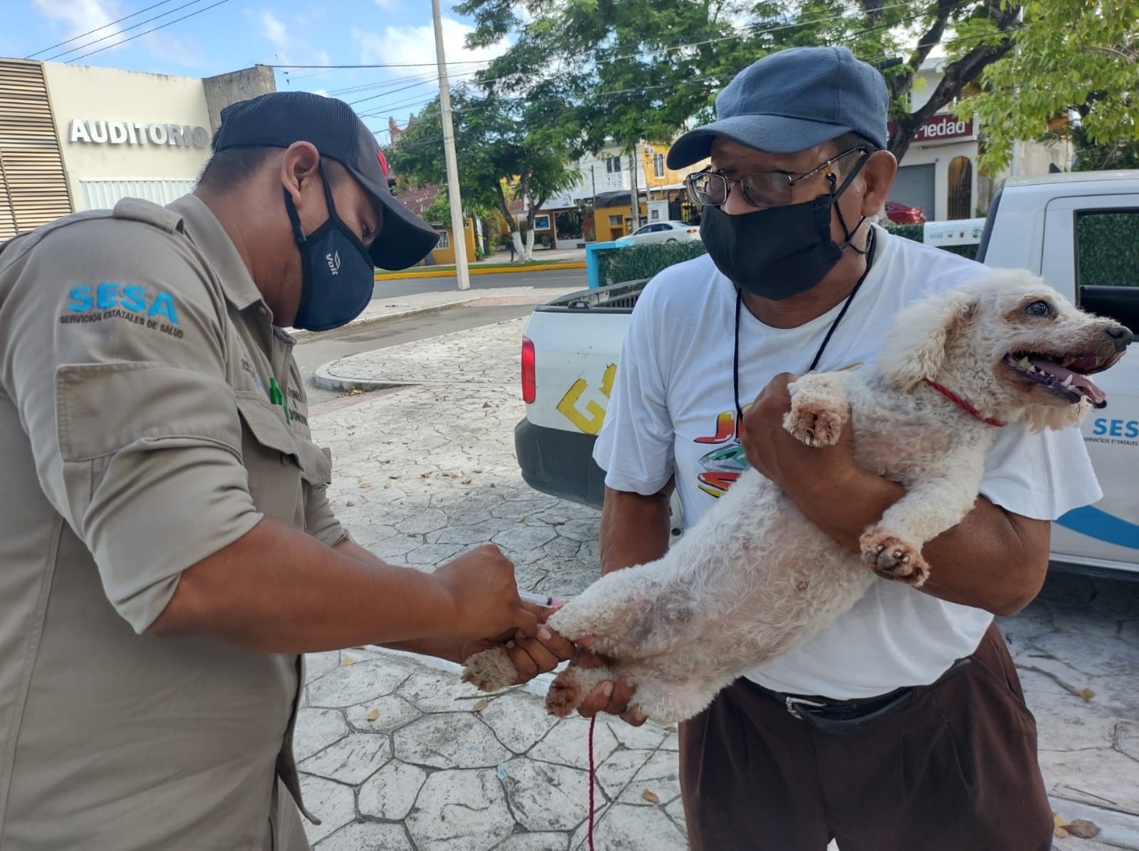 Inicia campaña de vacunación antirrábica para perros y gatos en Cozumel