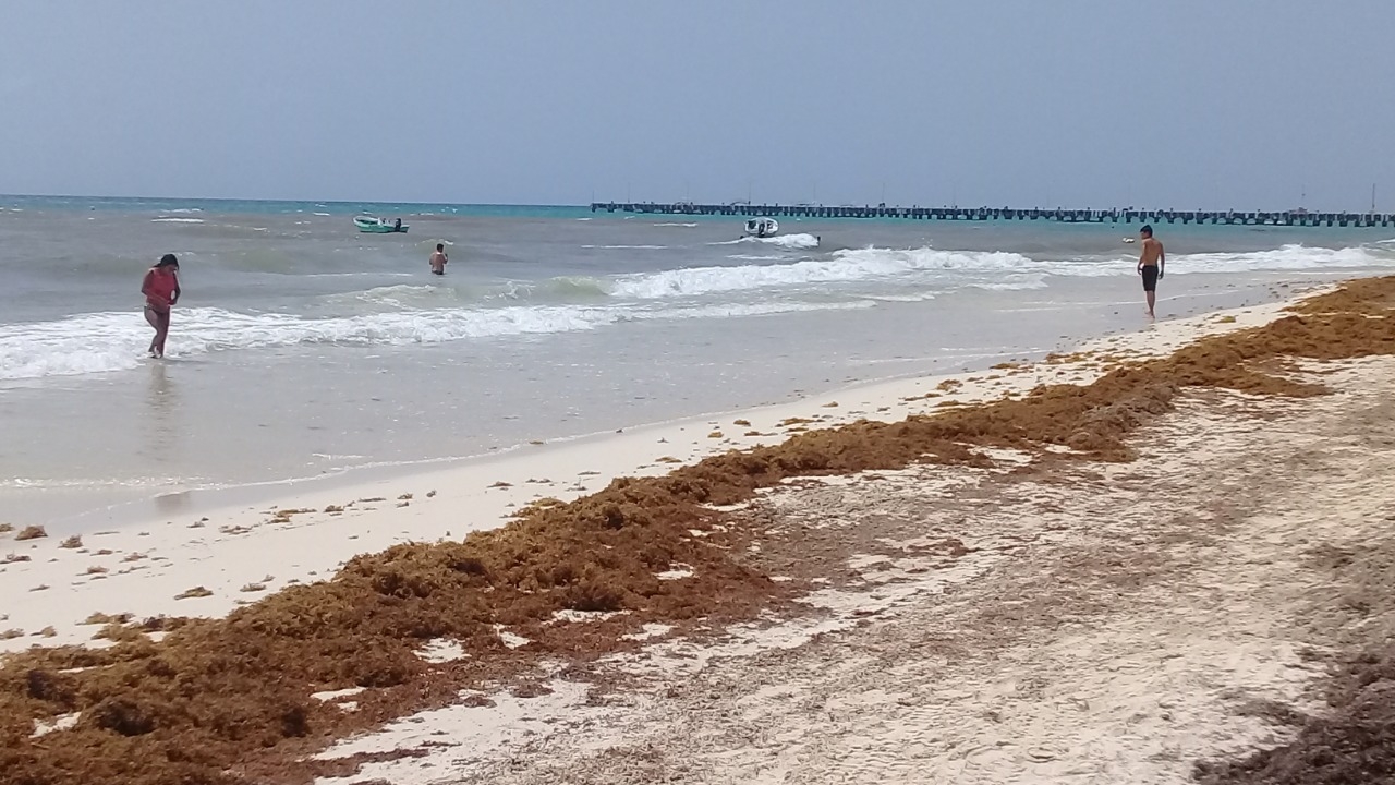 Las playas de Quintana Roo aún reciben recale de sargazo, pese a que la Semar calificó de muy baja la legada del alga