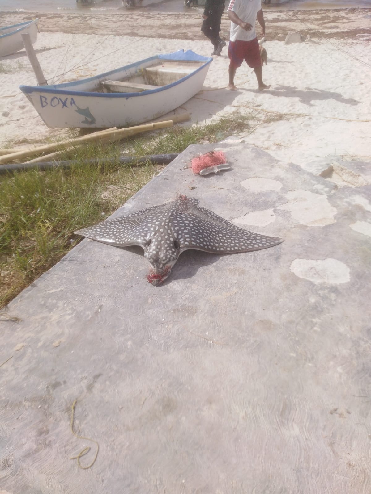 Los hombres de mar se encontraban finalizando su jornada laboral, cuando fueron atacados por el pez