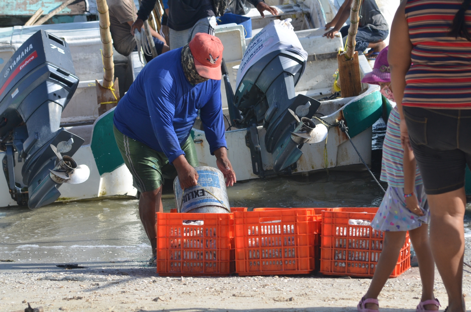 Pescadores capturan más de 9 mil toneladas de pulpo en Yucatán