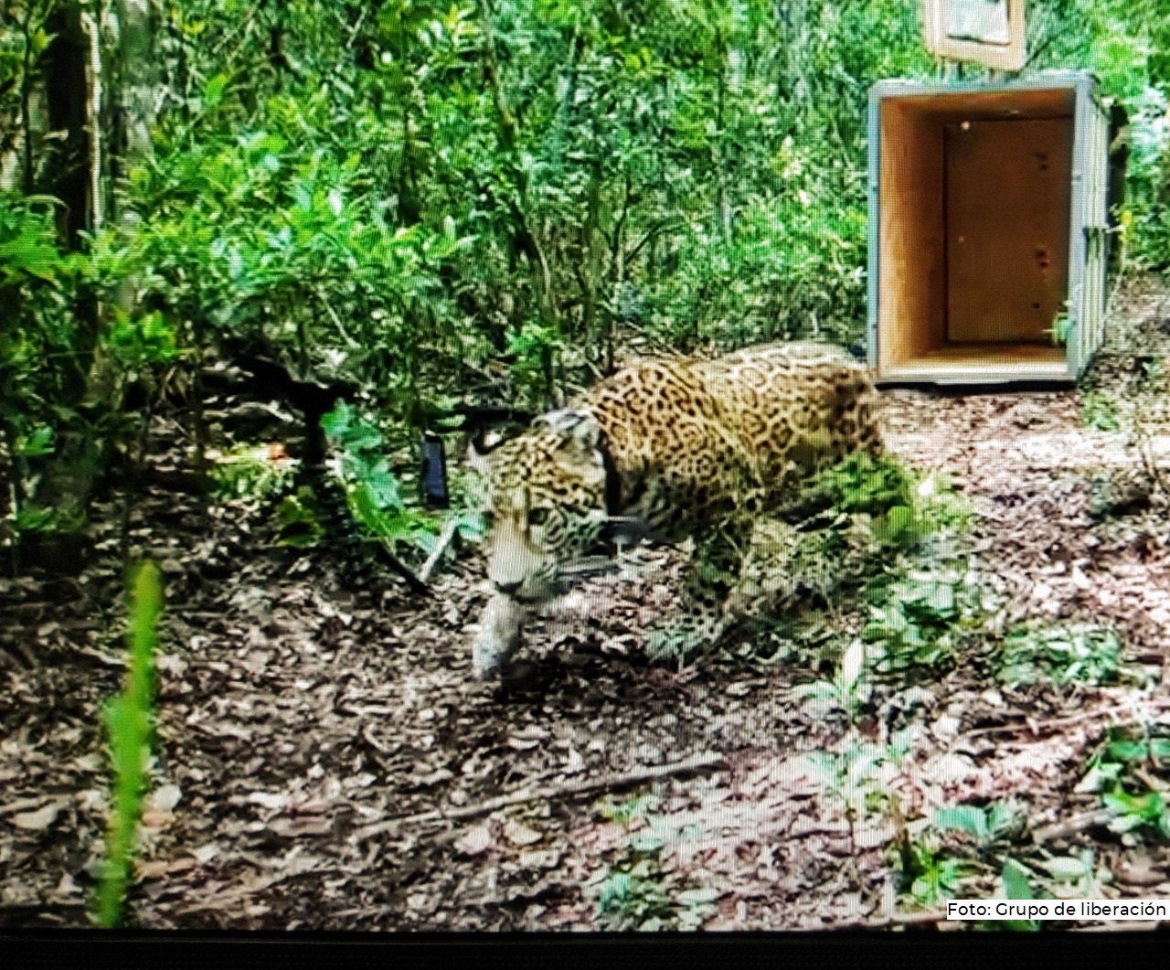 El jaguar fue nombrado Covi y recibió atención veterinaria en el Jardín Zoológico Payo Obispo