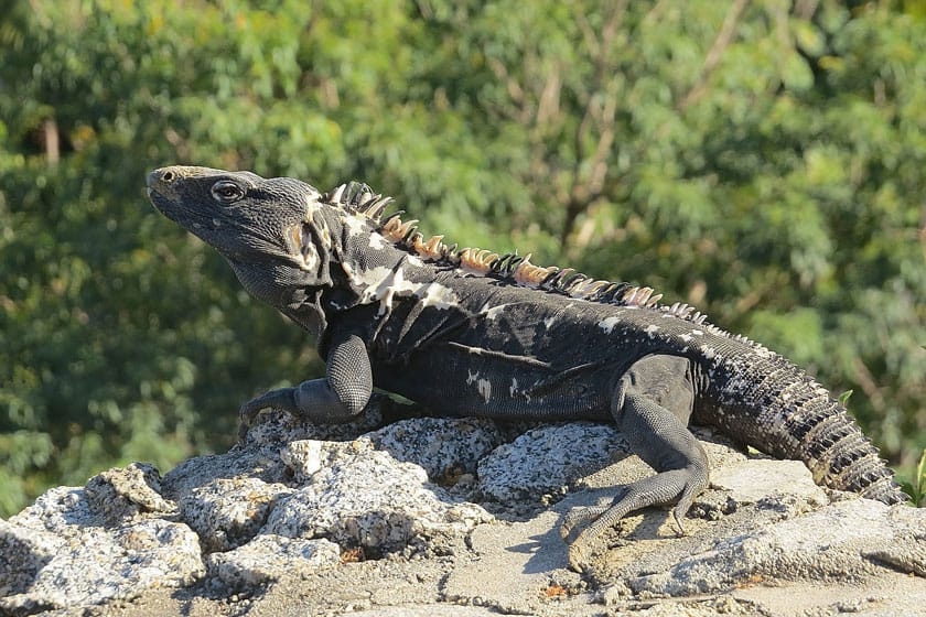 Iguana negra de cola espinosa, vulnerable reptil de la Península de Yucatán: INFOGRAFÍA