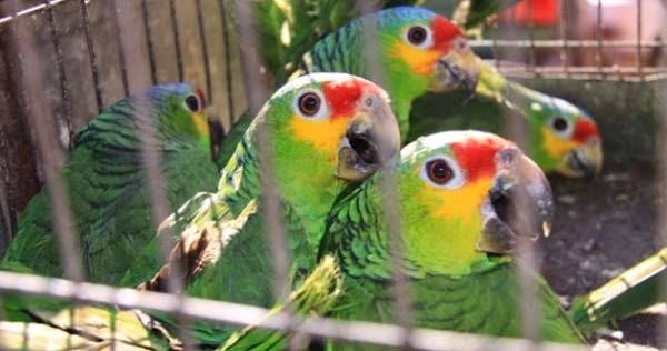 Detienen a hombre por vender aves en peligro de extinción en Chetumal