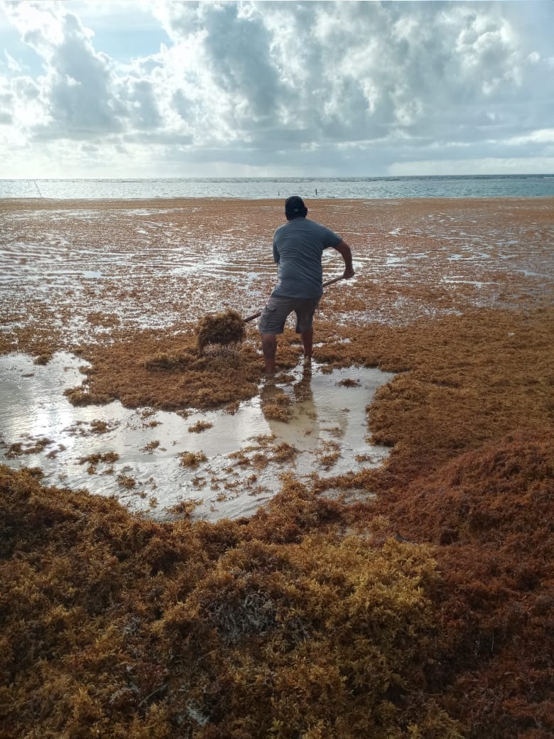 Comerciantes señalan que las autoridades han bajado la guardia en el combate al sargazo en la Costa Maya