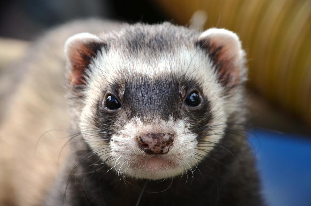 'Viejo de monte'; pequeña y adorable especie que habita las selvas de Quintana Roo