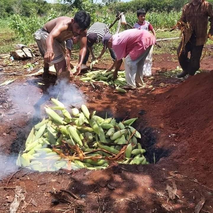 El cultivo de la mazorca oriunda de la región inicia este miércoles en Tizimín