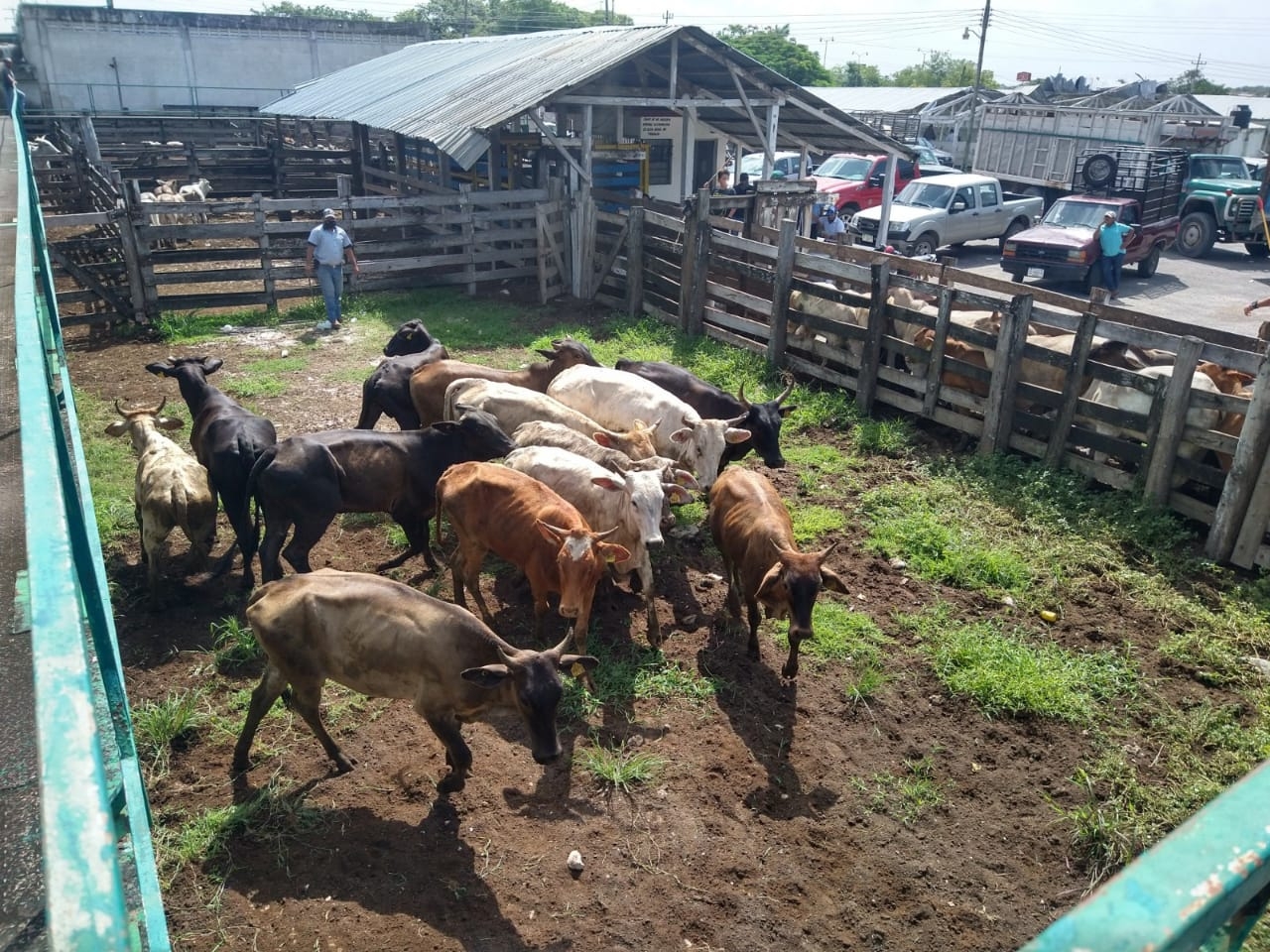 Incrementa precio del ganado bovino en Tizimín
