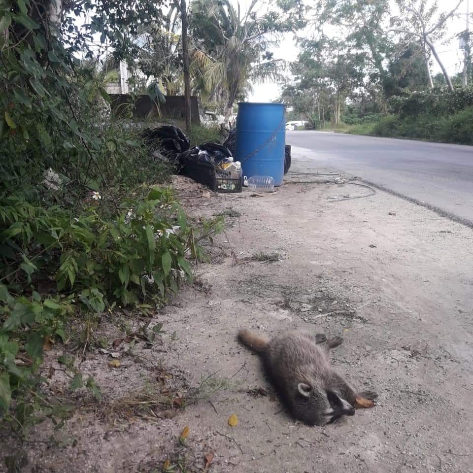 Conductores sin respeto ambiental en Cozumel: Atropellan animales en carretera