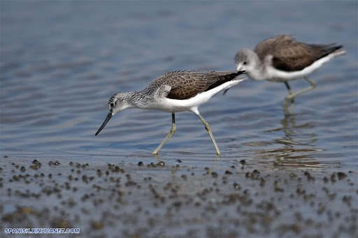 Las aves de playa se caracterizan generalmente por su capacidad de volar grandes distancias hacia sus lugares de reproducción