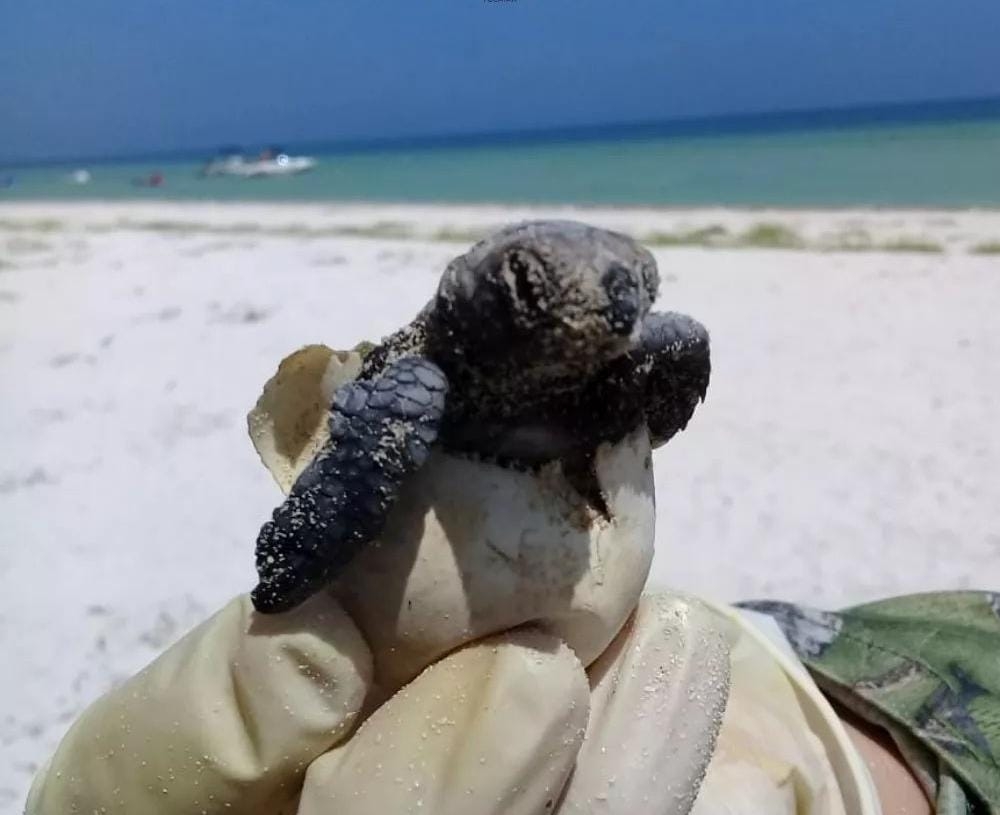 Semarnat prevé nacimiento de más de 100 mil tortugas en las costas de Yucatán