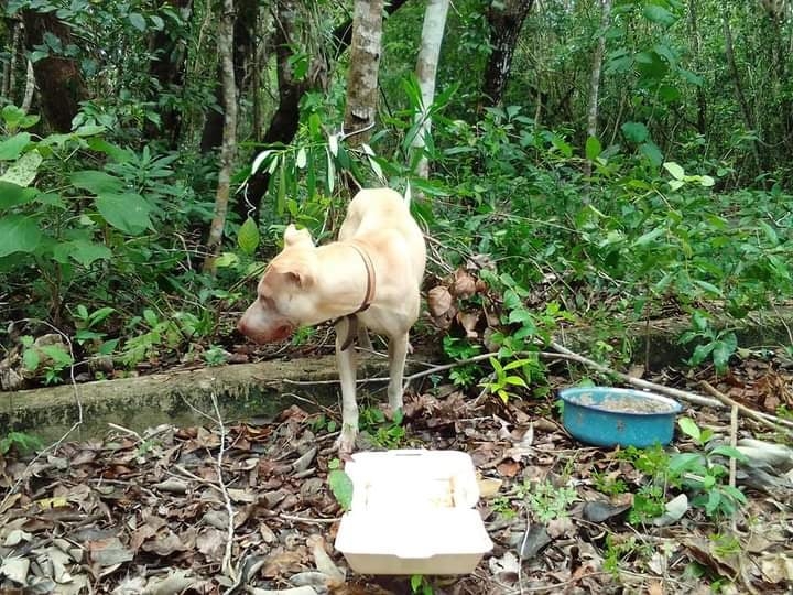 Vecinos de la zona vieron a un hombre llegar con el perro hacia el 'Pueblo Fantasma' en Cozumel, donde la mascota fue hallada