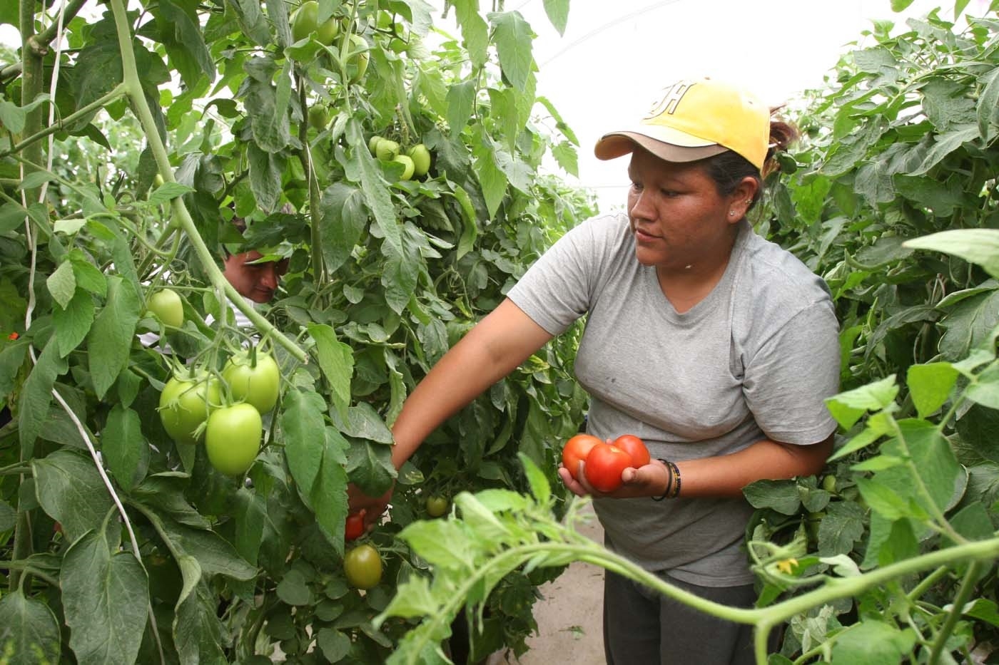 El sector económico donde más mujeres se encuentran empleadas es servicios sociales y comunales con 11,982 empleos