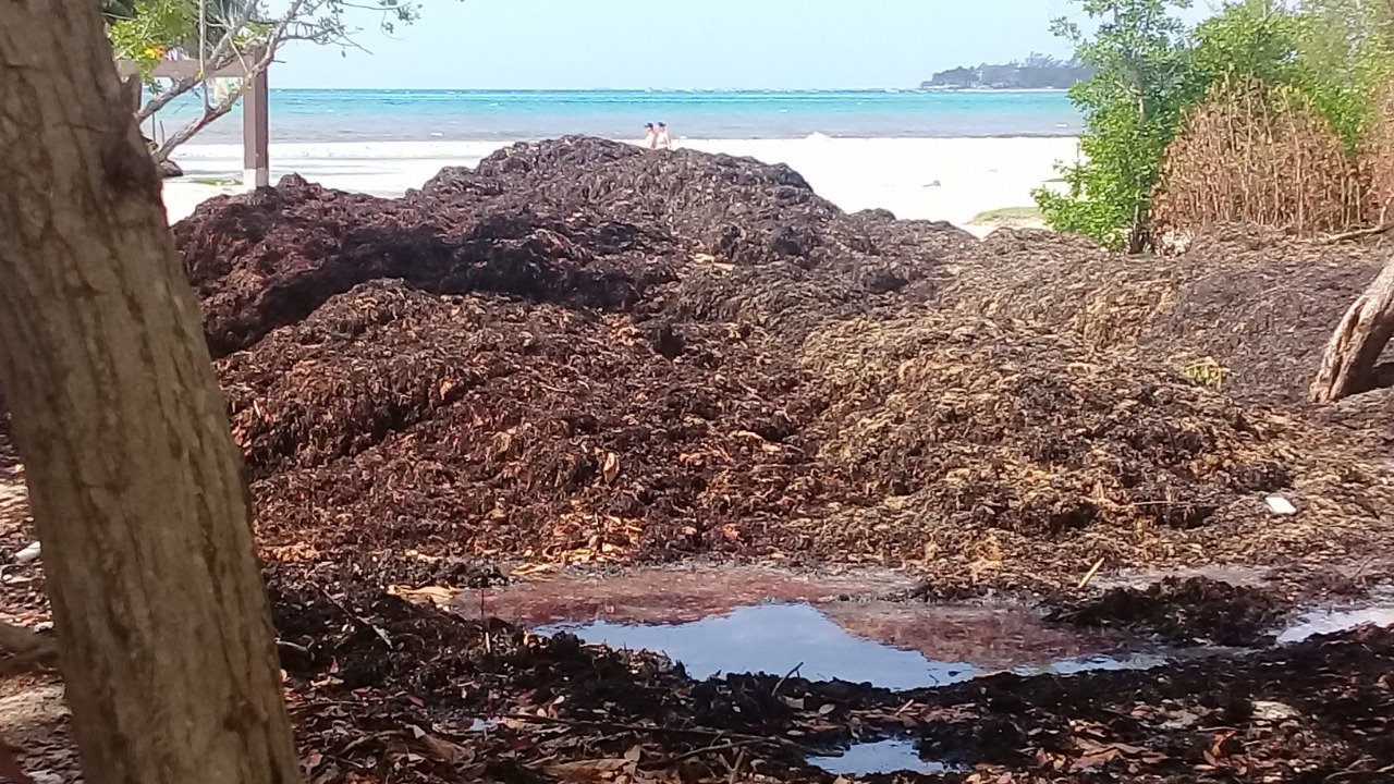 Pilas de macroalga invadieron la playa y parte de lo que fuera el manglar