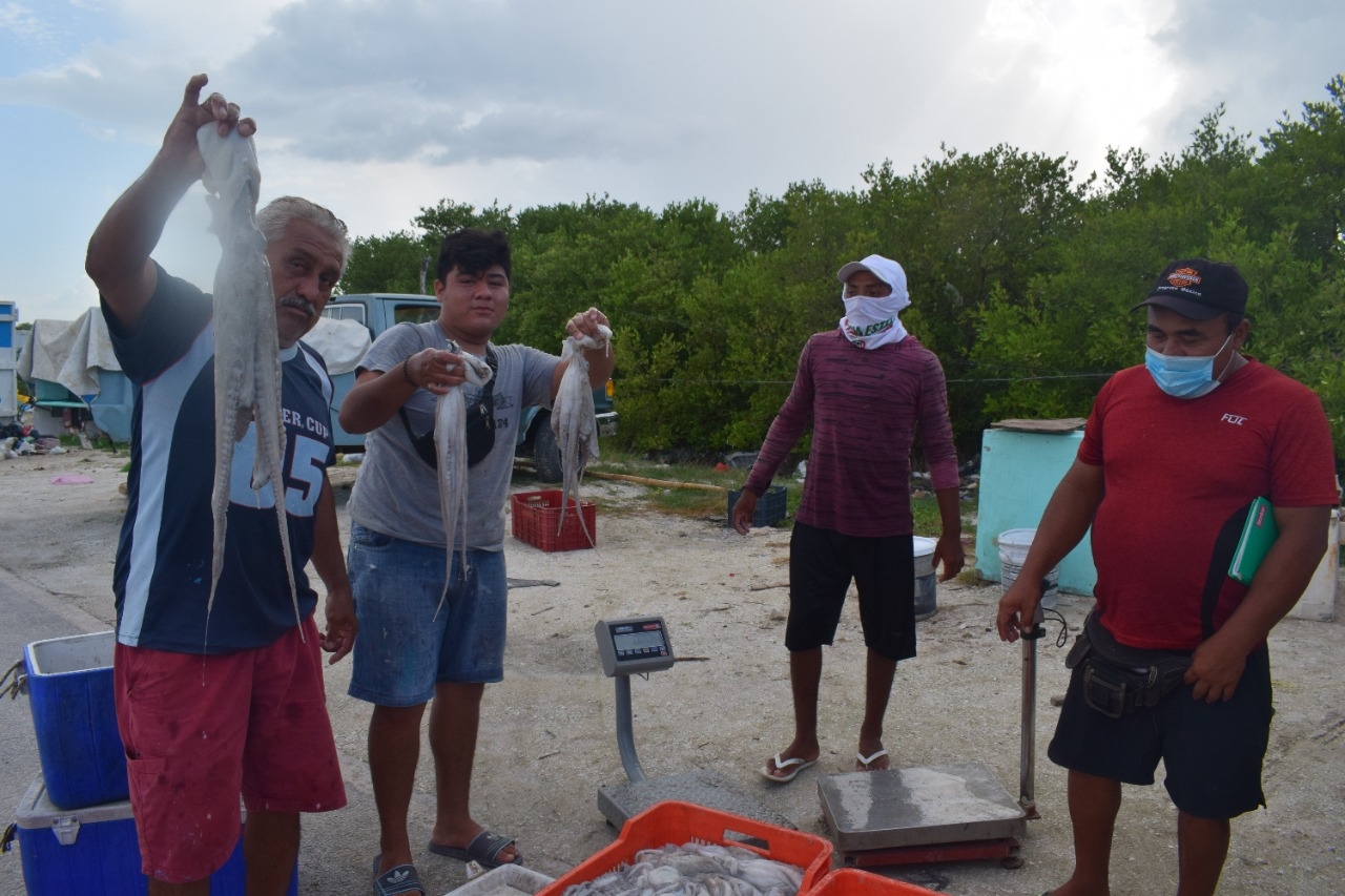 Pescadores celebran captura de mil 850 toneladas de pulpo en Progreso