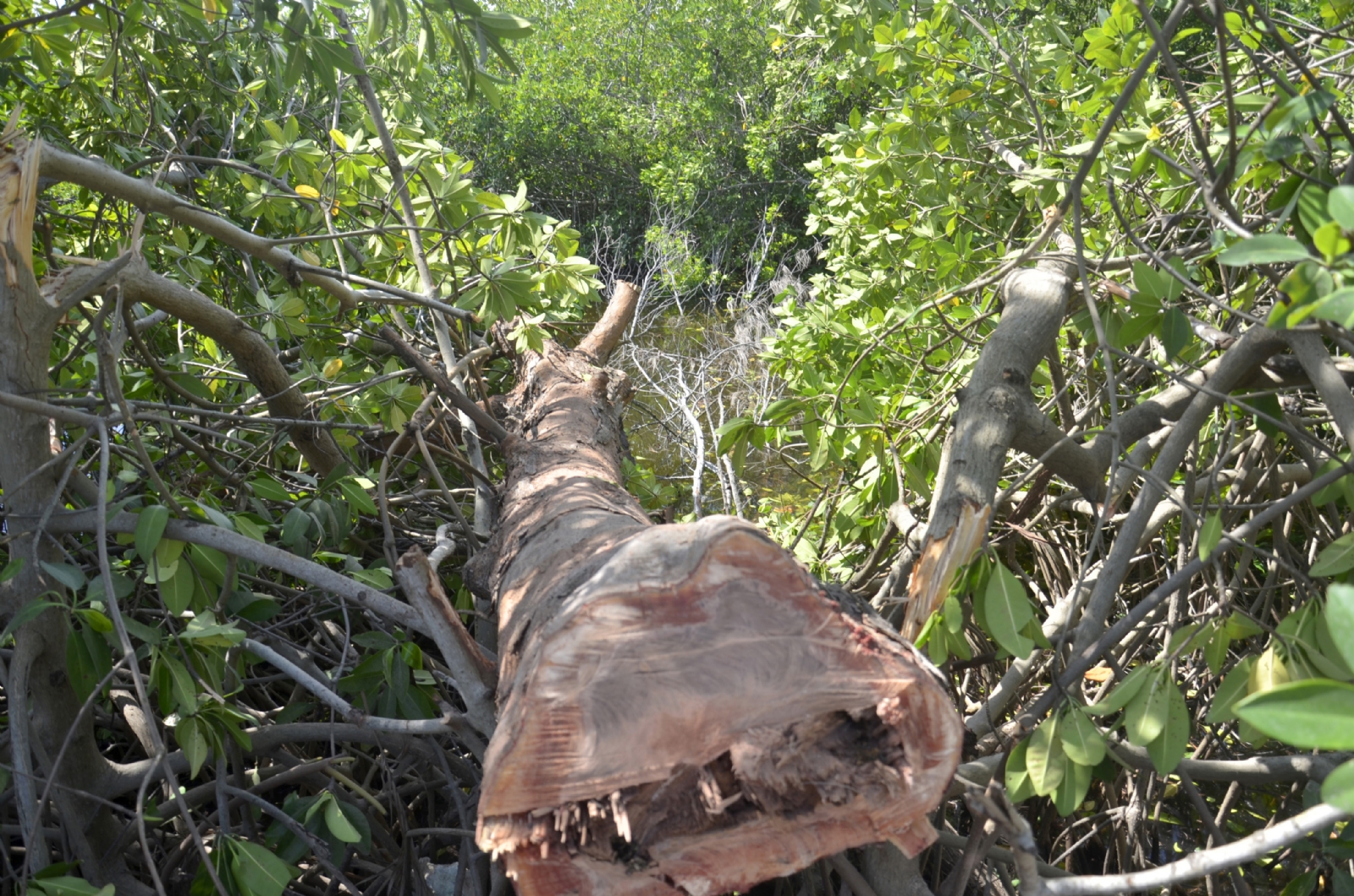 Denuncian tala ilegal de maderas preciosas en el Ejido Bacalar; lleva 6 años sin atención