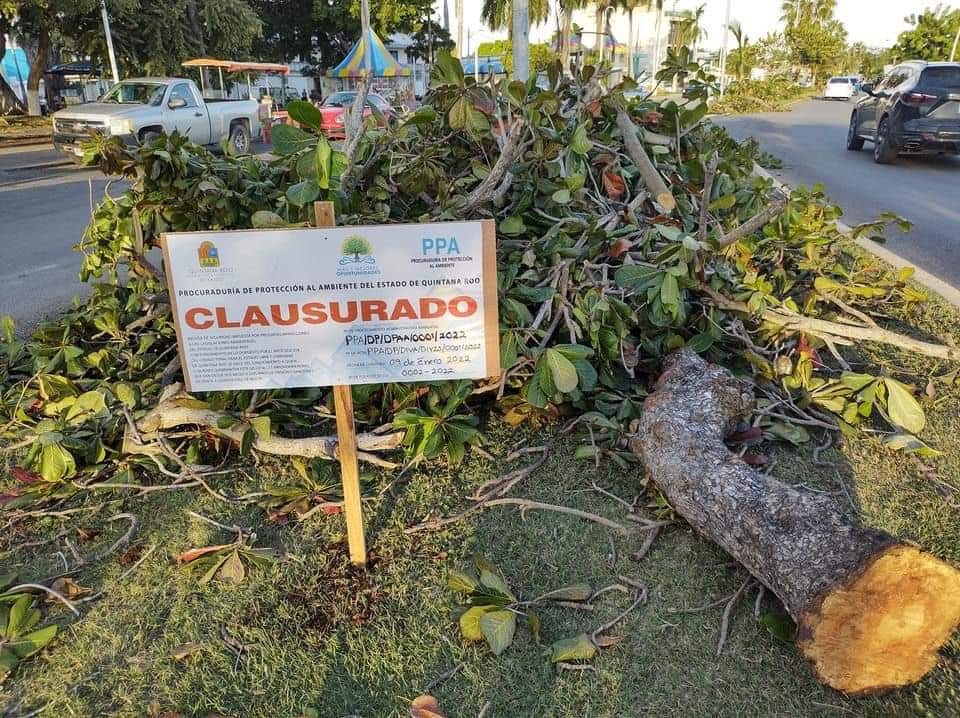 La Procuraduría de Protección al Ambiente de Quintana Roo, clausuró los trabajos de tala y poda de árboles