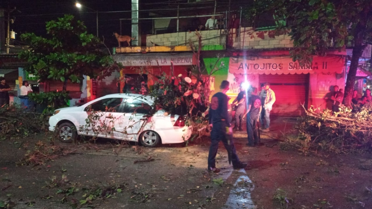 Los bomberos acudieron para retirar el árbol que entorpecía el flujo vial de la Avenida Juárez en Playa del Carmen