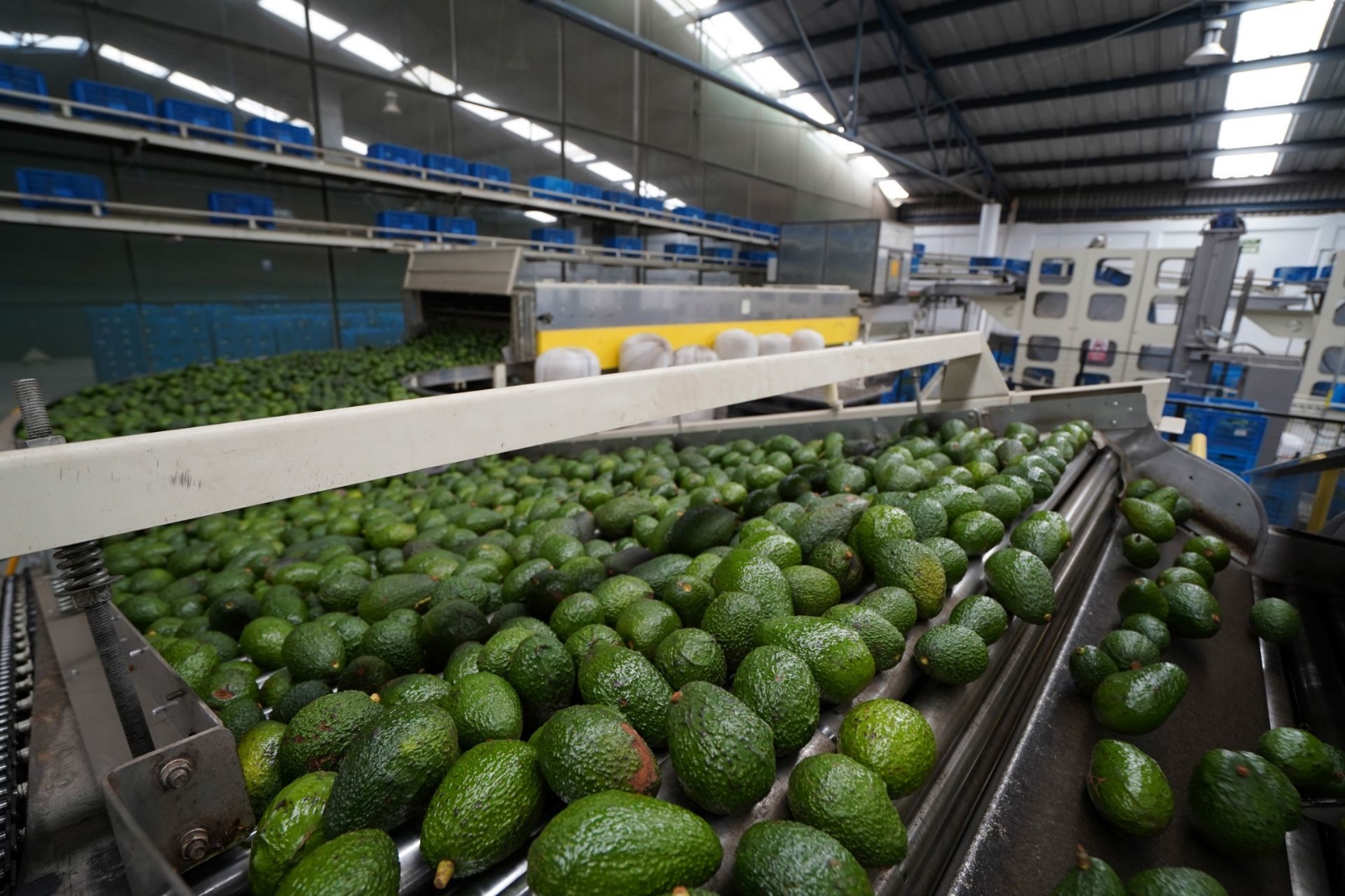 ¿Por qué los precios del limón y aguacate subieron en enero del 2022?