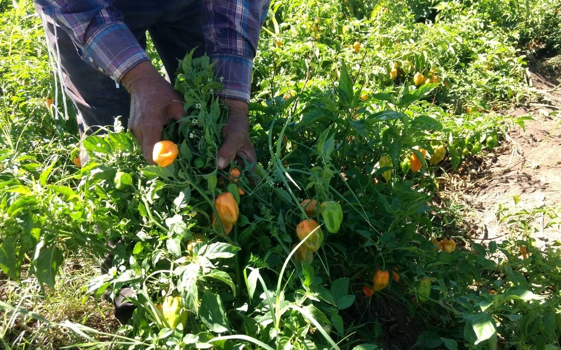 Exportadores de chile habanero de Tekax temen cierre de fronteras por ómicron