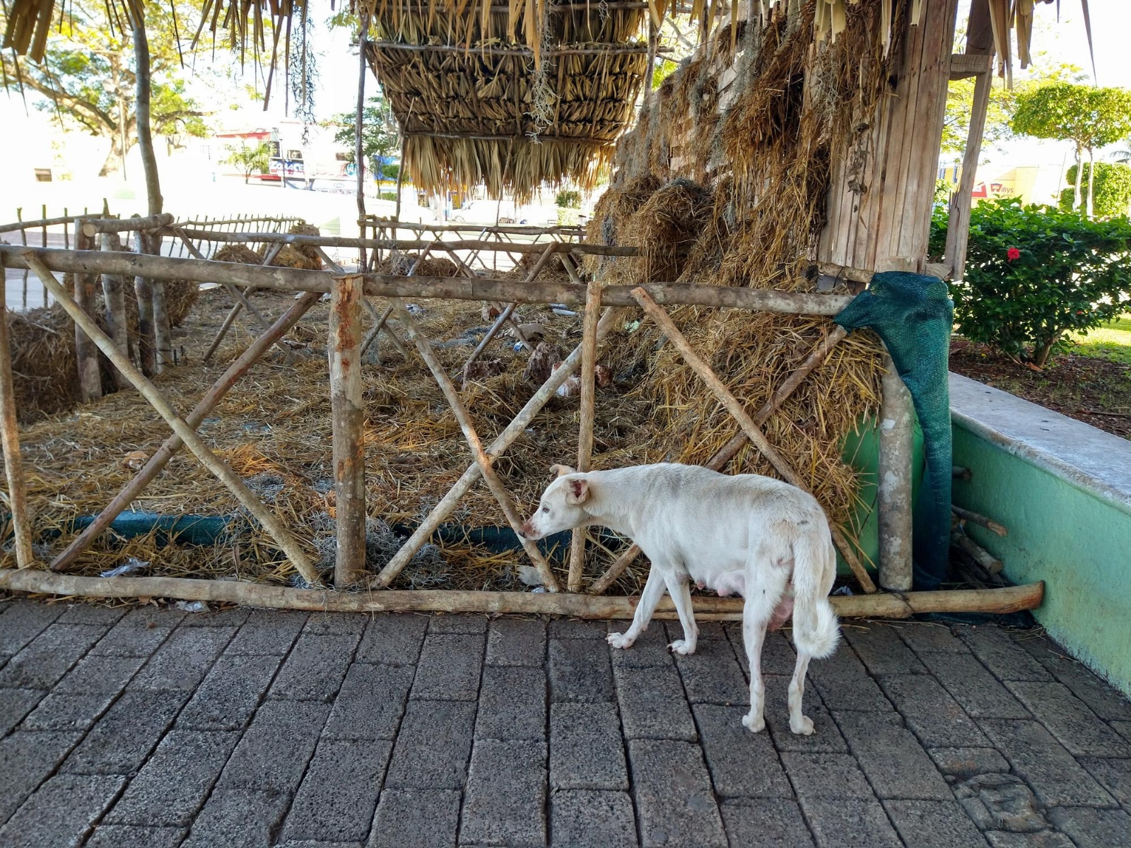 Roban a tres cachorros que nacieron en un pesebre en Peto, Yucatán