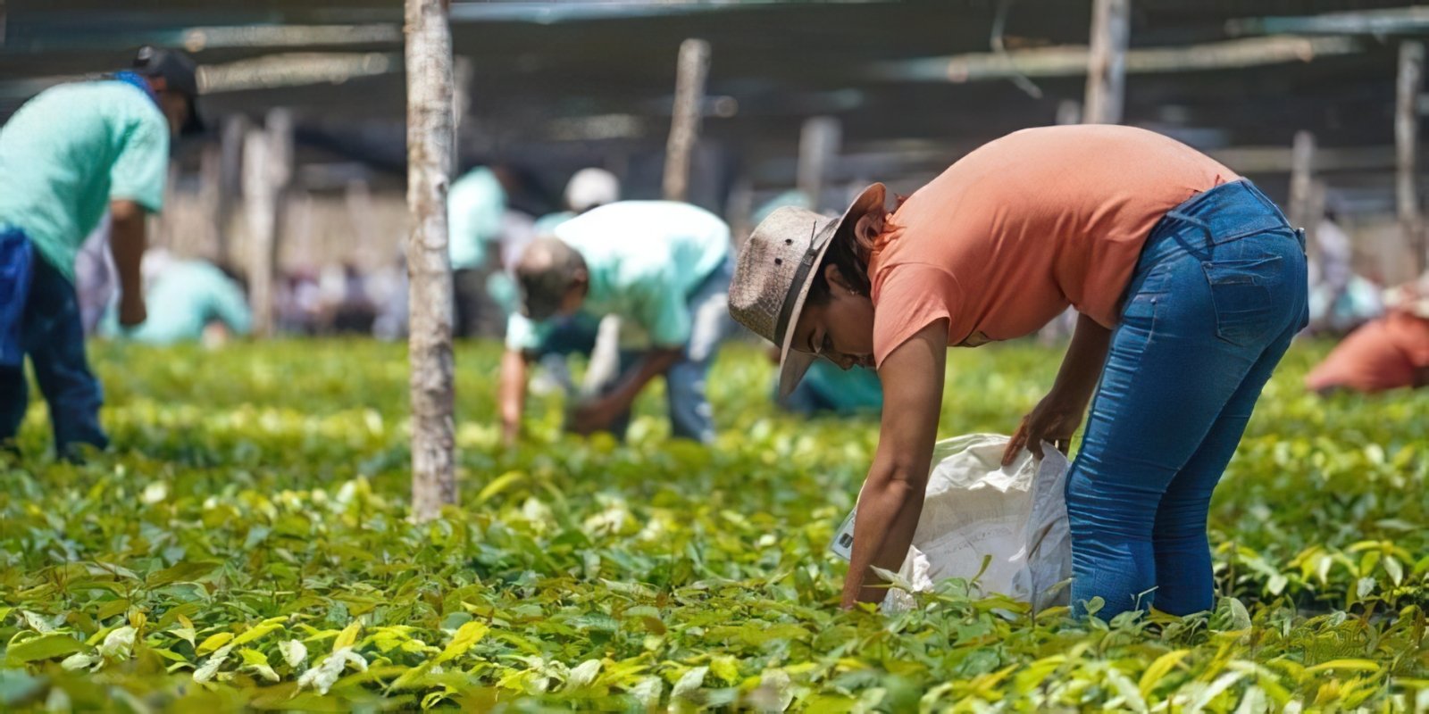 Posee la Península de Yucatán, el 25% de las tierras del programa 'Sembrando Vida'