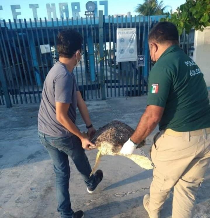 Hallan una tortuga caguama varada en la costa de Progreso