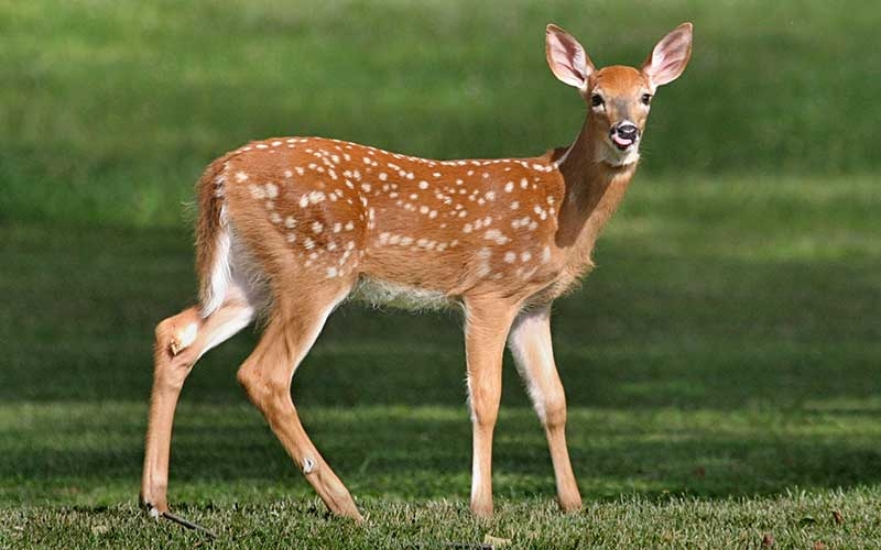 Este animal, nativo del continente americano, vive en las zonas tropicales de Yucatán, Quintana Roo y Campeche, donde usan 
sus cornamentas para elaborar artesanías