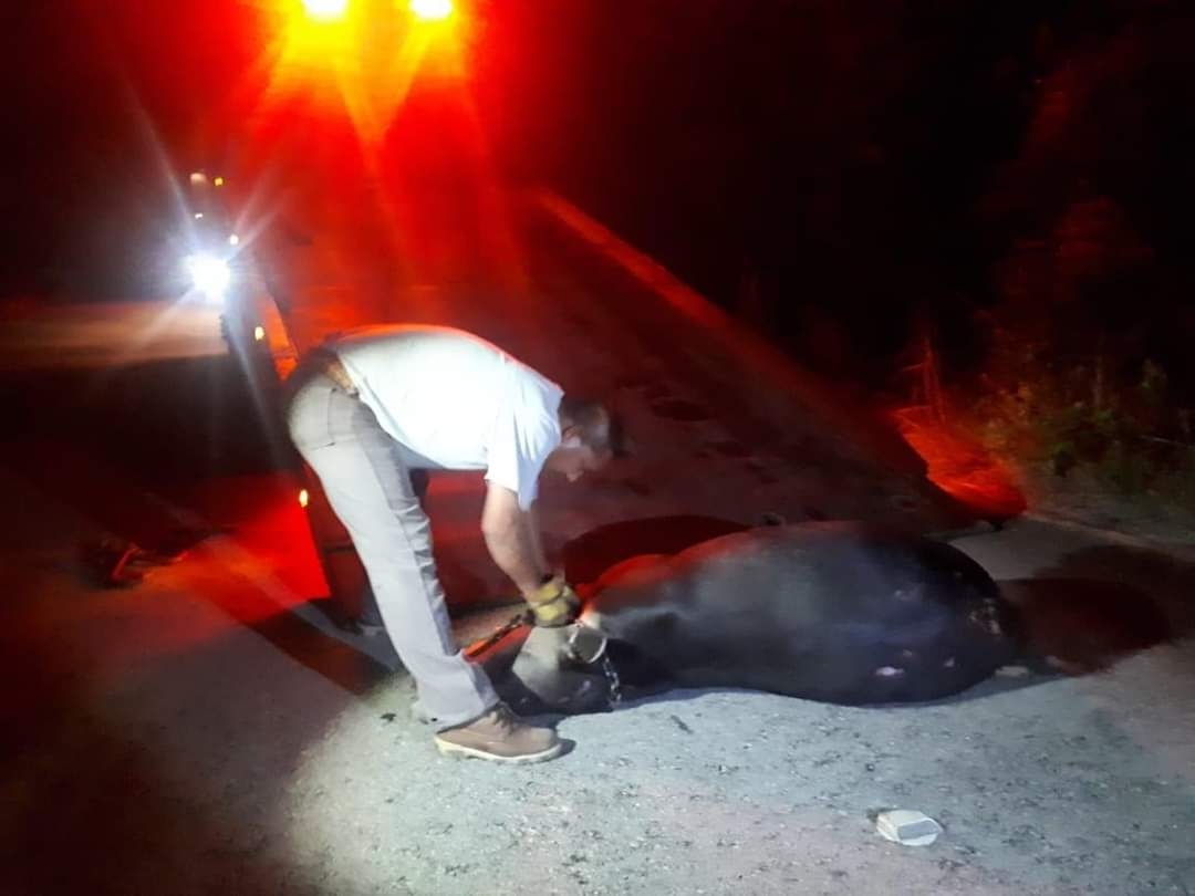 Un ejemplar de Tapir fue impactado por un vehículo en la carretera Mahahual-Cafetal
