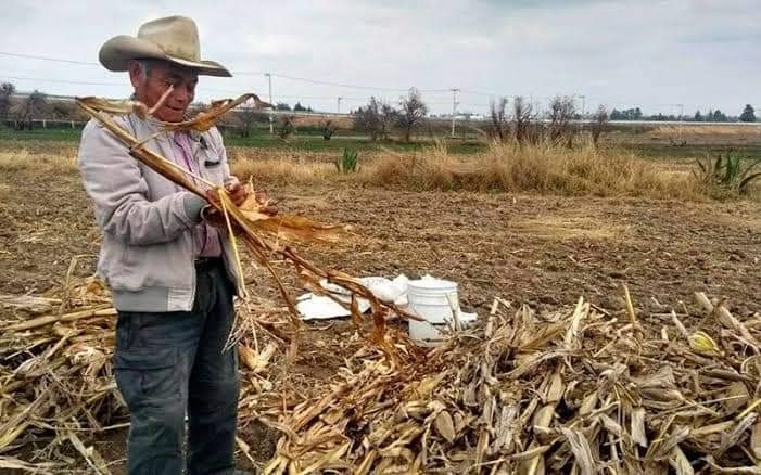 Duplican precio del maíz en Candelaria por baja producción