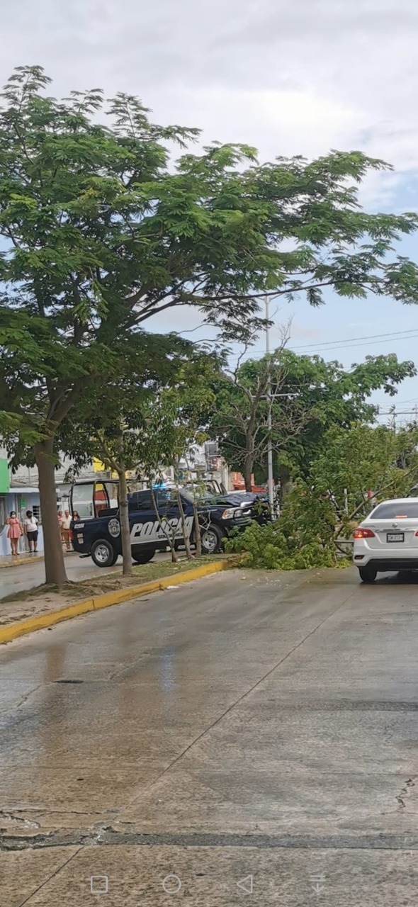 Patrulla de la policía choca contra un árbol en Playa del Carmen