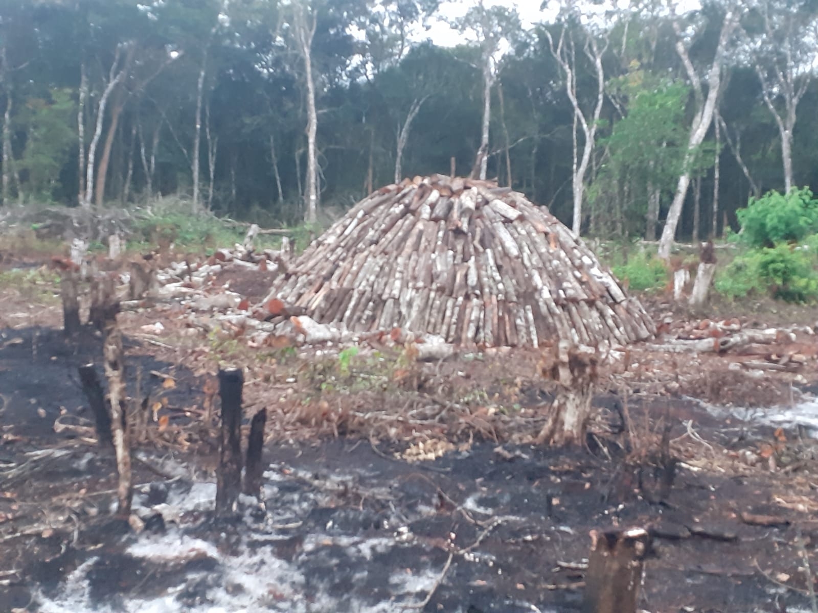 Productores de la comunidad de Tabaquito recurrieron a la quema de carbón como fuente de trabajo