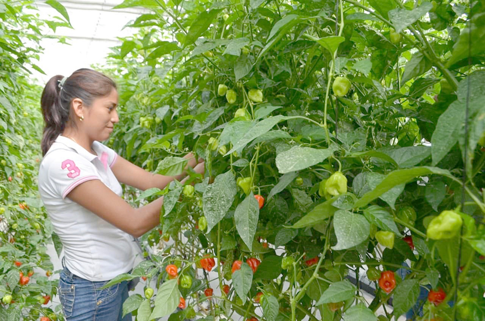 Campeche lidera producción de chile habanero en la Península de Yucatán