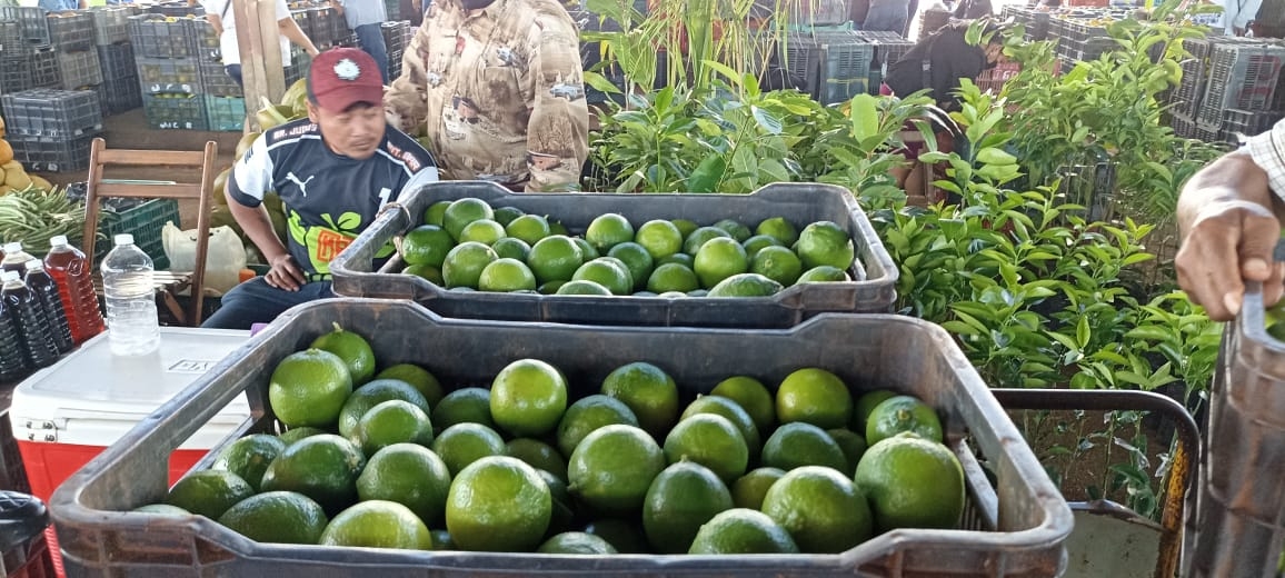 A nivel peninsular, es Yucatán el Estado que más toneladas de limón persa produce, según datos de la Secretaría de Agricultura y 
Desarrollo Rural