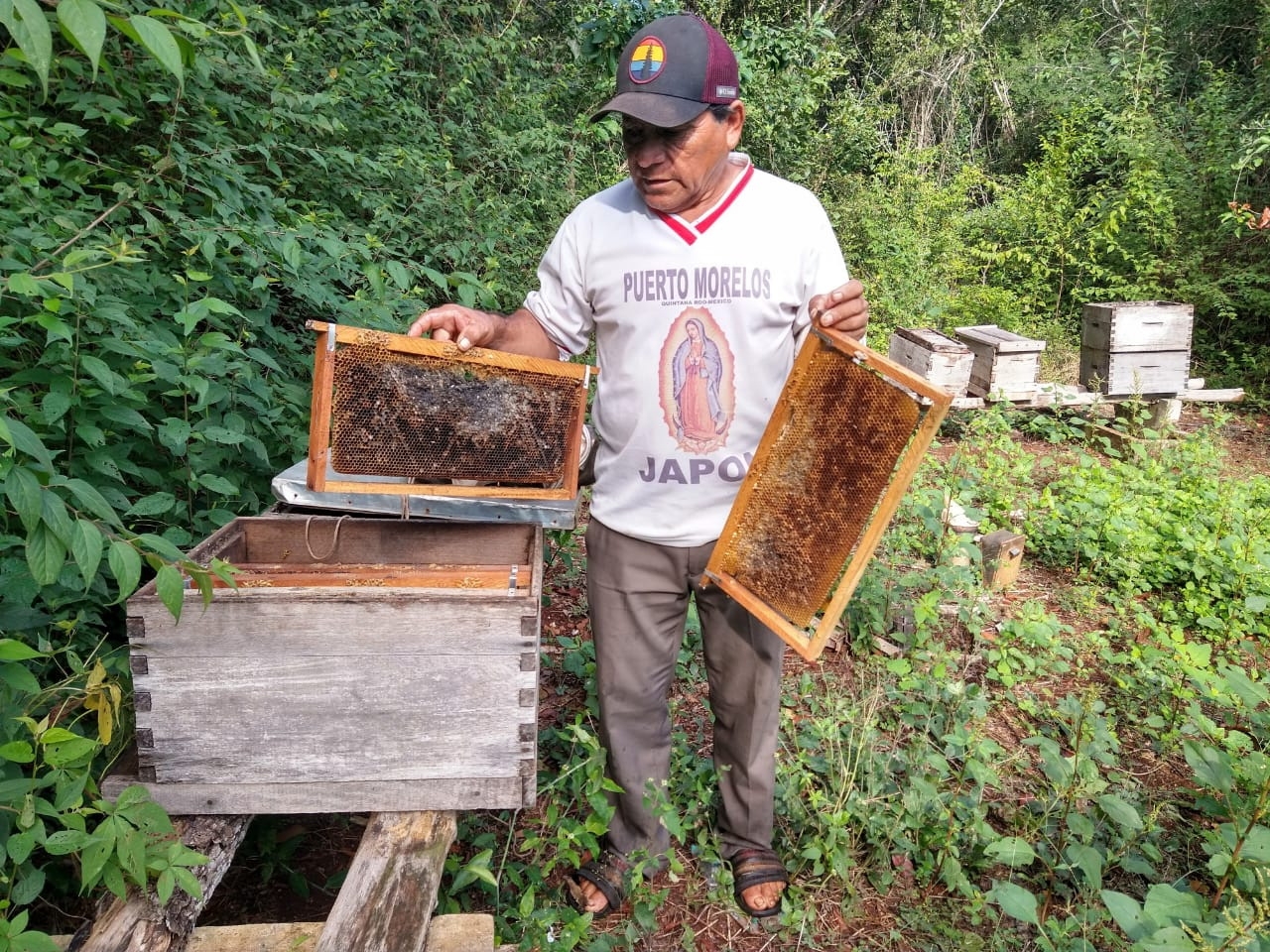 Preocupa baja producción de miel en Peto por el Frente Frío