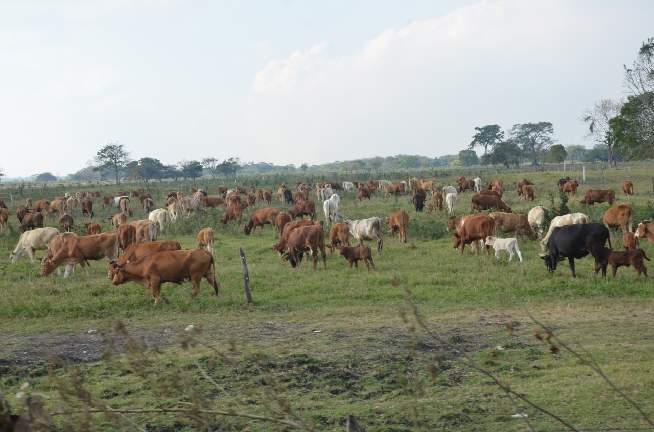 Disminuye el 50% la producción de leche en Ciudad del Carmen