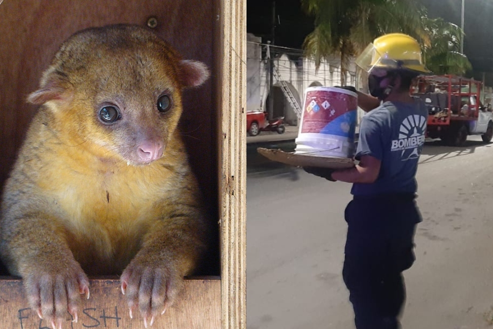 El animalito fue resguardado por los bomberos de Cozumel en espera de que Ecología lo recogiese para su valoración