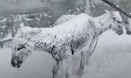 Los animales han sido los más afectados por las bajas temperaturas. Foto: Captura de Pantalla