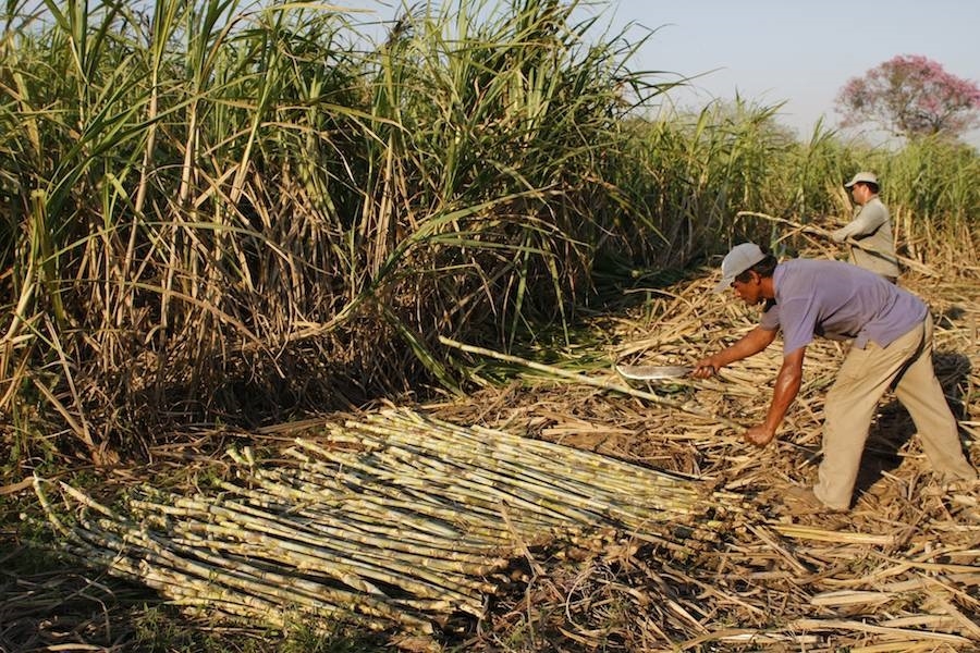 Han logrado cumplir con expectativas de producción industrial y de los propios cañeros