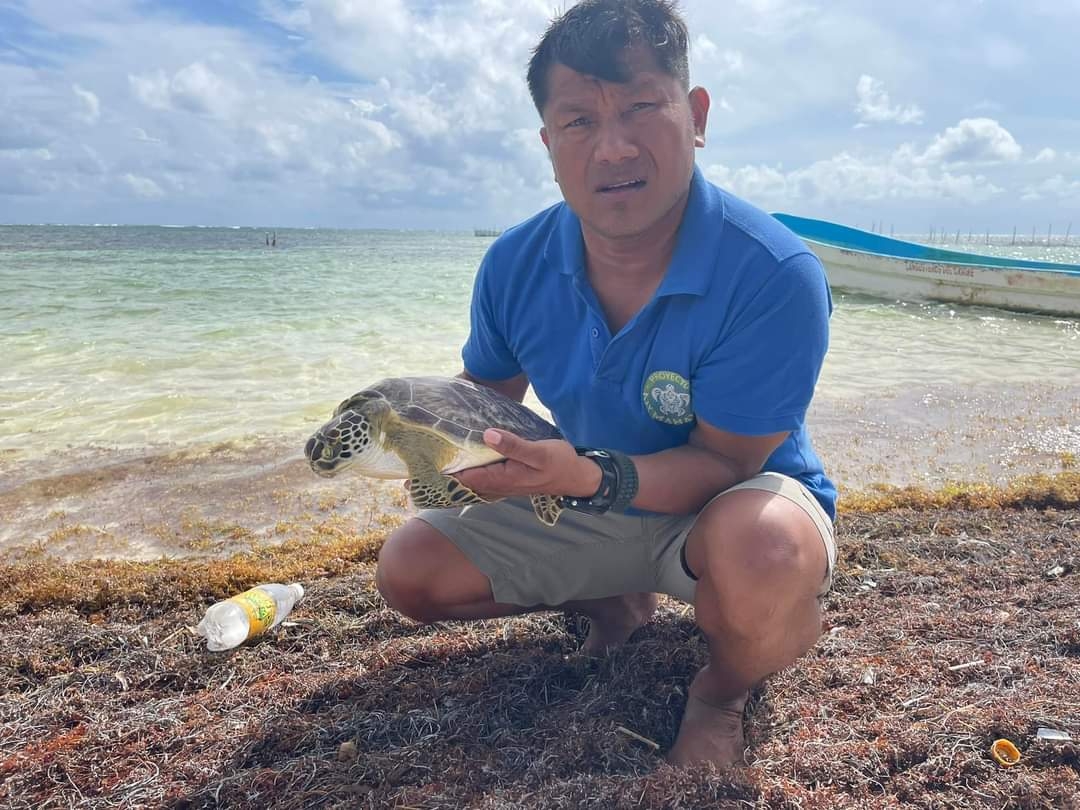 Después de ser liberada del sargazo se le brindó atención, permaneció en descanso hasta que recuperó fuerzas y fue devuelta al mar