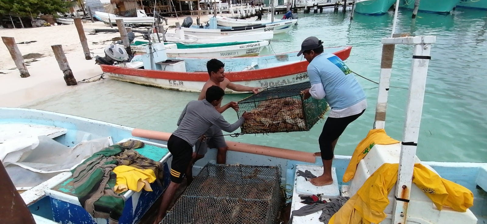 Frente Frío 19 beneficia a pescadores de langosta en Isla Mujeres, aseguran