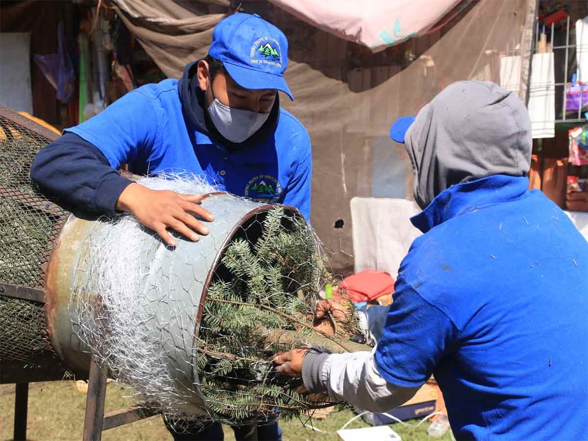 Los árboles de Navidad se reutilizan como composta para siguientes plantaciones. Foto: Cuartoscuro