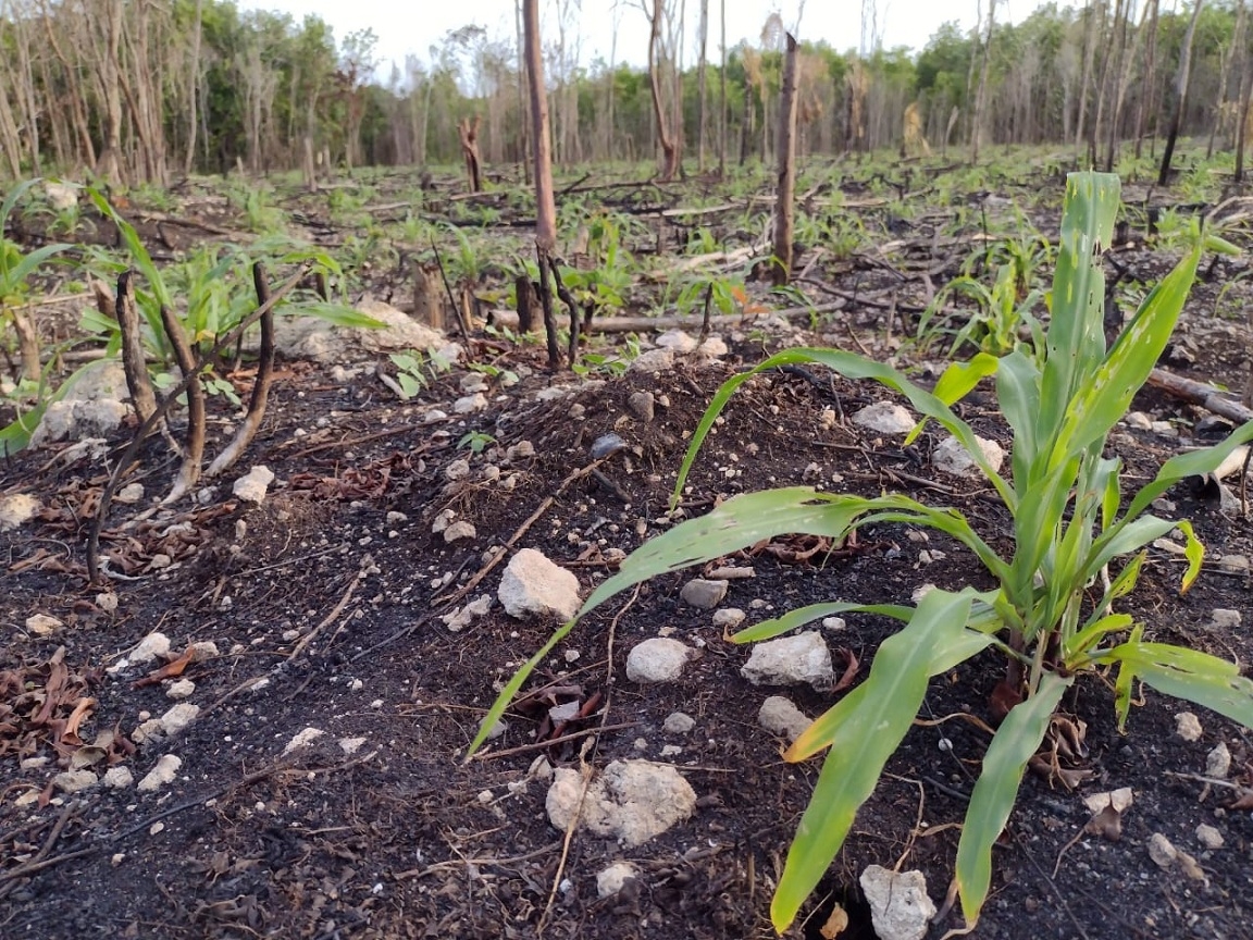 Campesinos mayas de Carrillo Puerto piden ayuda para reactivar sector agrícola